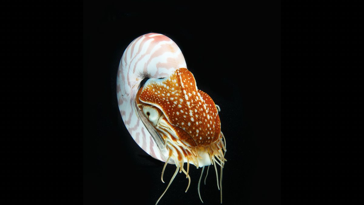 オウムガイ