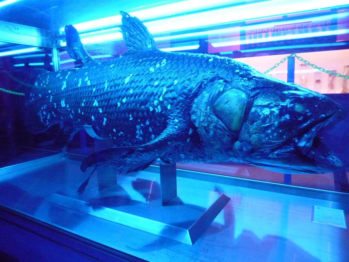シーラカンス