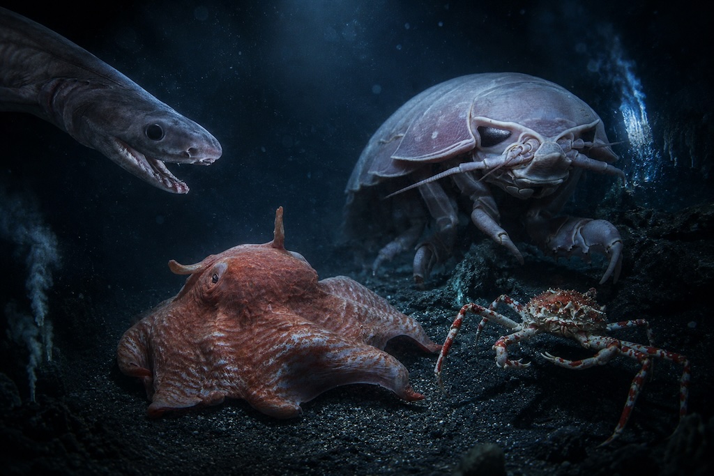 深海の海底で暮らすラブカ、メンダコ、ダイオウグソクムシ、タカアシガニ
